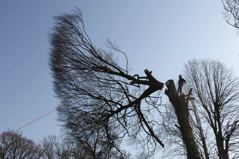 Abattage arbres | France, Normandie, Calvados