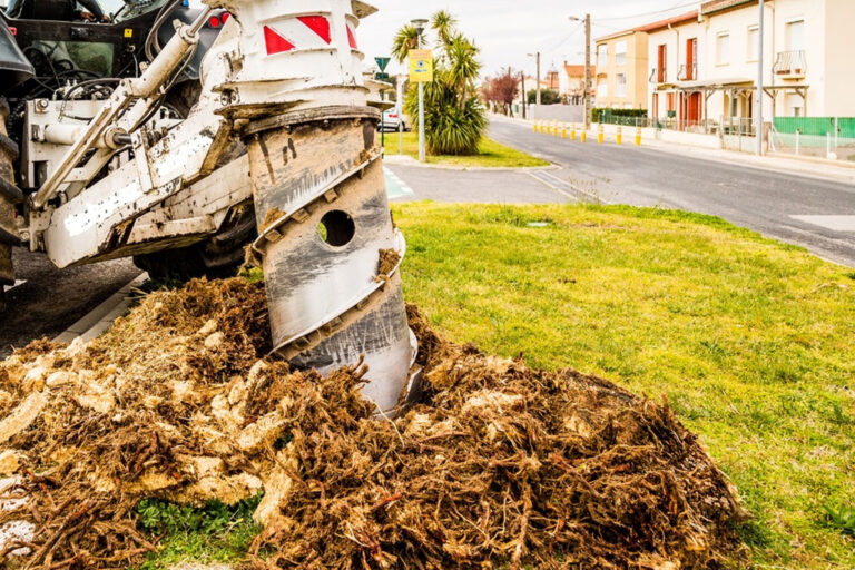 Carottage souche d'arbre | France, Normandie, Calvados