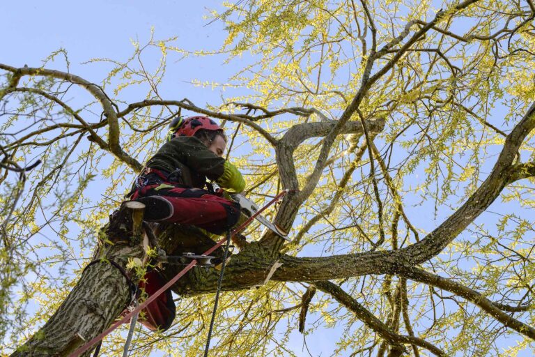 Elagage arbres | France, Normandie, Calvados