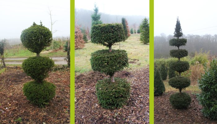 Création espace vert taille