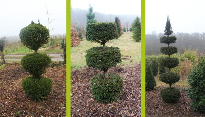 Création espace vert taille